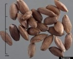 Cynodon Dactylon (L.) Pers. (Köpek Dişi Ayrığı)